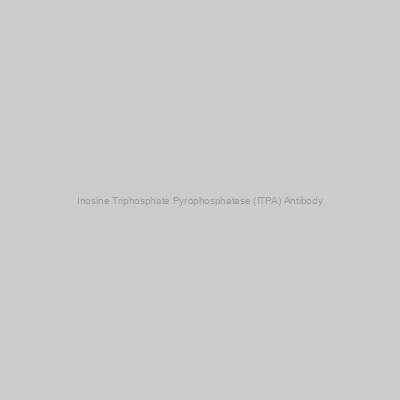 Abbexa - Inosine Triphosphate Pyrophosphatase (ITPA) Antibody
